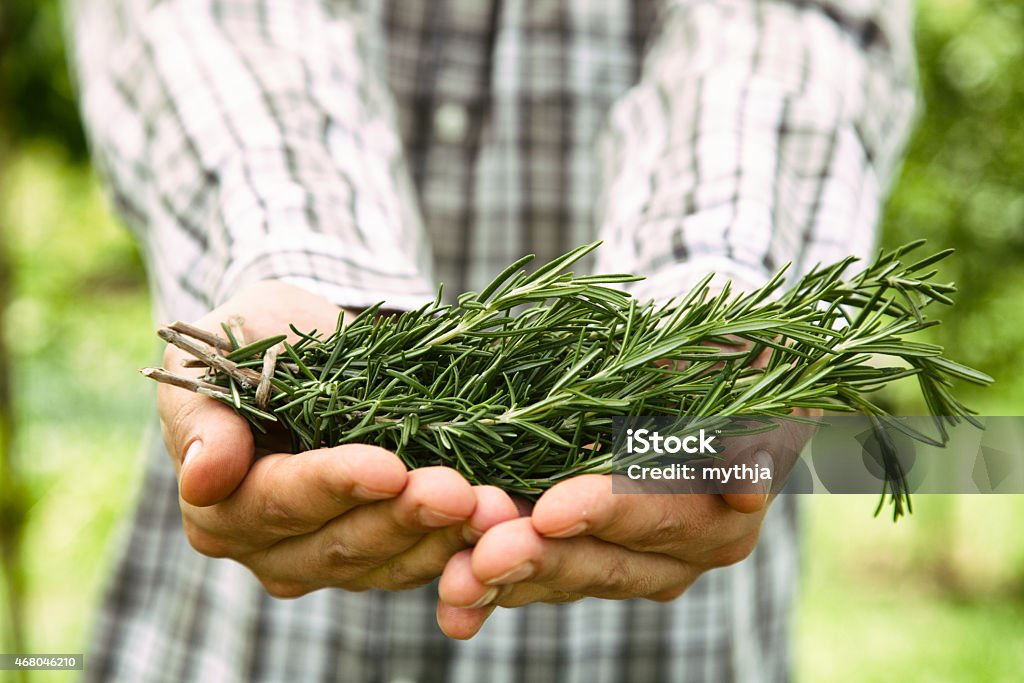 Farmer with rosemary Herb Rosemary. Gardener is holding bunches of fresh rosemary. Men Stock Photo