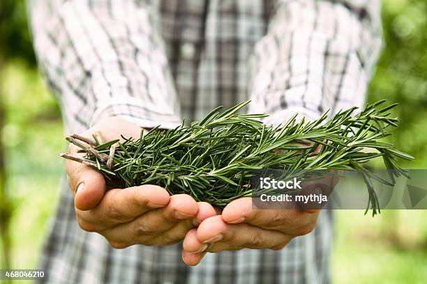Farmer With Rosemary Stock Photo - Download Image Now - Men, Scented, 2015