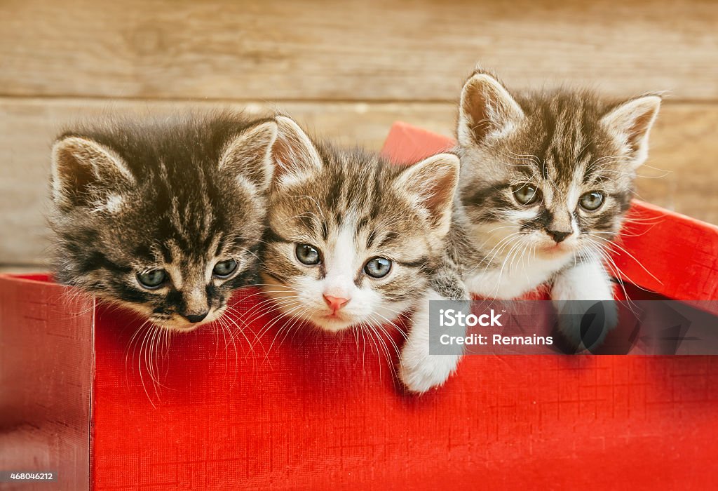 Three kittens sitting in a red box Three cute tabby kittens sitting in a red box on wooden background Feline Stock Photo