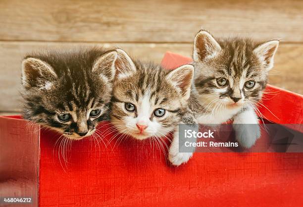Three Kittens Sitting In A Red Box Stock Photo - Download Image Now - Feline, Kitten, Three Animals