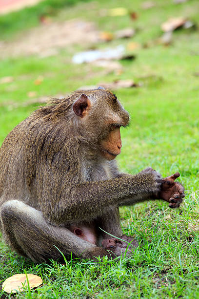 istock Sitting curious looking Monkeys in tropical Vietnam 468046670