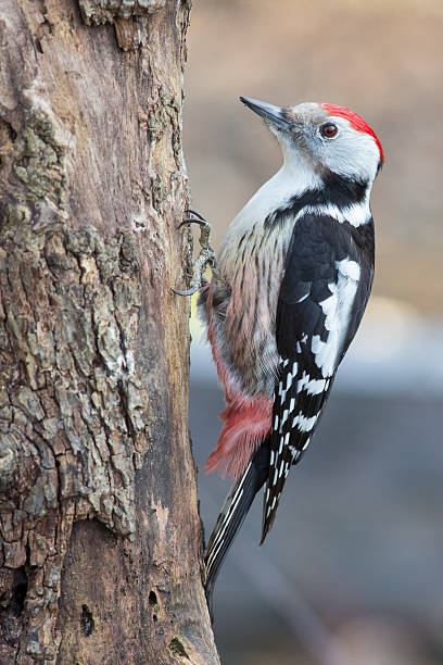 middle spotted woodpecker middle spotted woodpecker the middle spotted woodpecker dendrocopos medius stock pictures, royalty-free photos & images