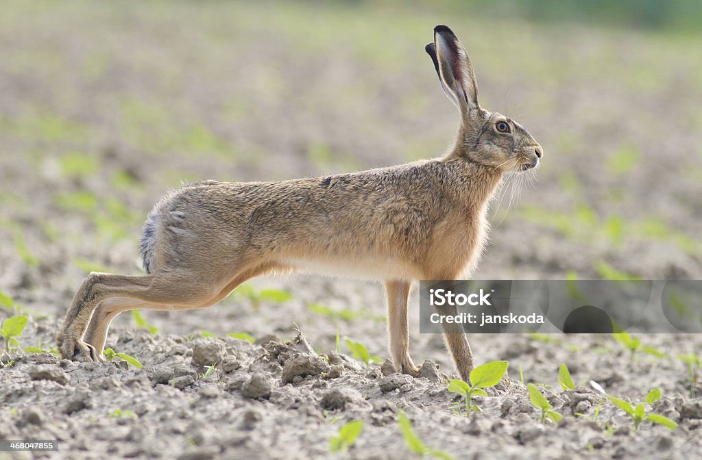 European hare on green field Agricultural Field Stock Photo