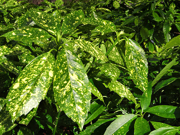 imagem de aucuba japonica jardim-arbusto, vistos multicolor folhas perenes, verde-amarela - loureiro do japão - fotografias e filmes do acervo