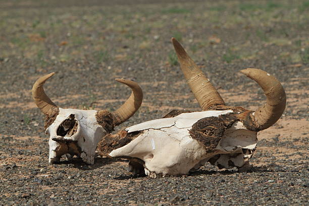 pferde und kuhschädel in der wüste 고비 - animal skull drought animal bone dry 뉴스 사진 이미지