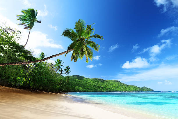istock beach in sunset time on Mahe island in Seychelles 468048144