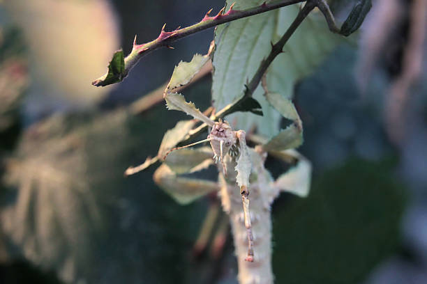 istock Giant Prickly Stick Insect (Extatosoma tiaratum) Eating Leaf 468049550