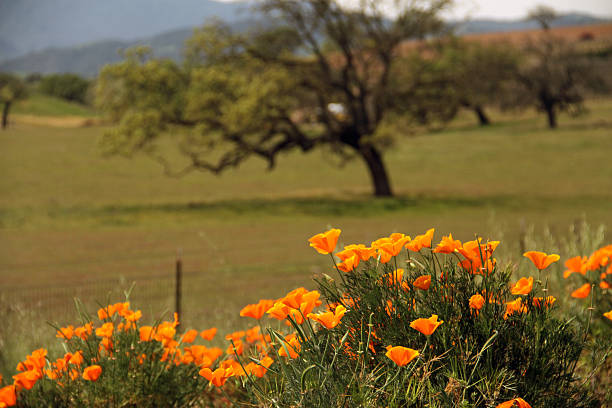 nature of california & оранжевый мака цветы и дерево - santa maria стоковые фото и изображения