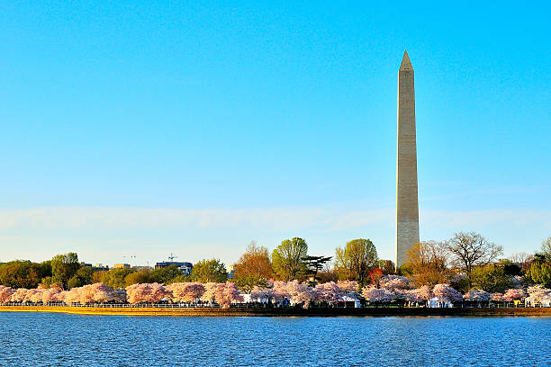 istock Cherry Blossoms And Washington Monument At Tidal Basin 468050777
