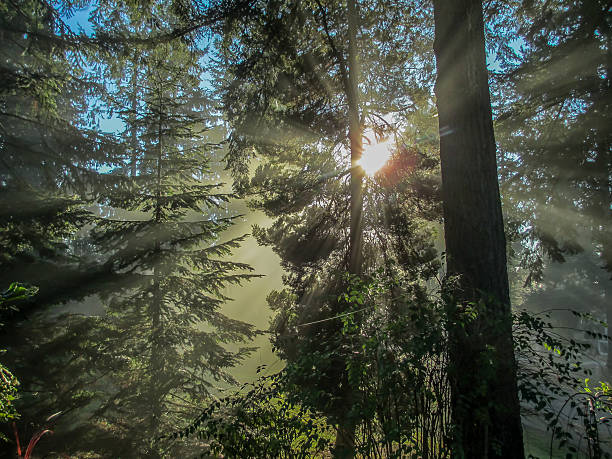 istock Bathed In Rays Of Sunlihgt 2 468050920