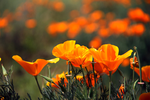 Californian poppy (Eschscholzia californica), Golden poppy, California sunlight, Cup of gold (Kalifornische Mohn, Goldmohn, Kalifornischer Kappenmohn). \nPoisonous plant of the year 2016.
