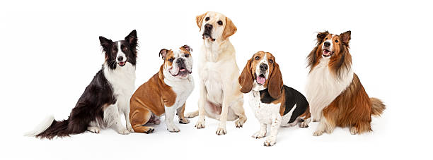istock Common Family Dog Breeds Group 468051416