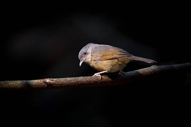 istock Brown-cheeked Fulvetta,Grey-eyed Fulvetta(Alcippe poioicephala ) 468051836