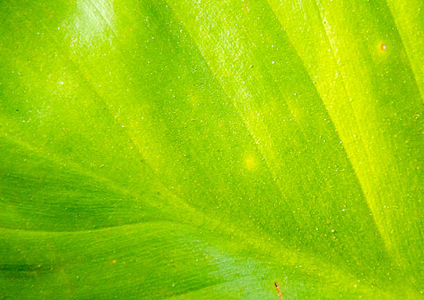 istock the green leaf for the background 468051842