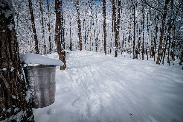 istock Maple syrup buckets on trees.  Snow covered urban woods. 468052510