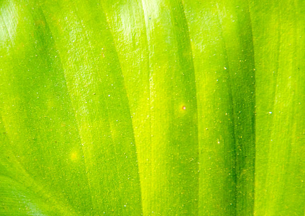 istock the green leaf for the background 468052812