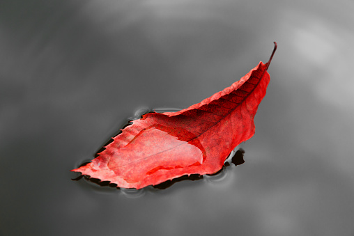 A red chestnut leaf on a black and white water surface in autumn