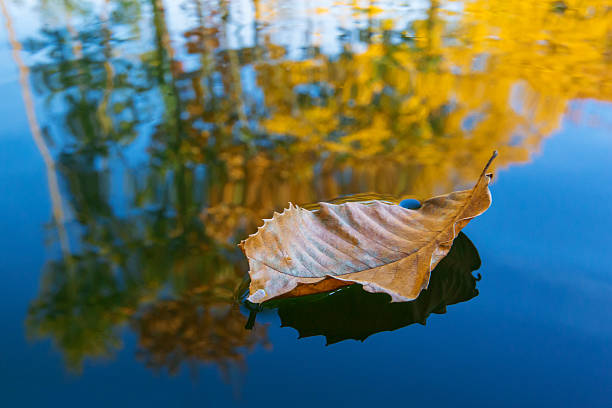 istock Chestnut leaf and autumn foliage in the water 468052910