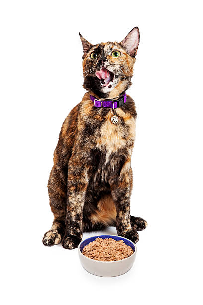 istock Hungry Cat Licking Lips With Food 468052982