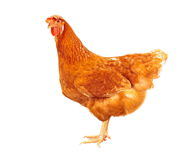 istock full body of brown chicken 468053016