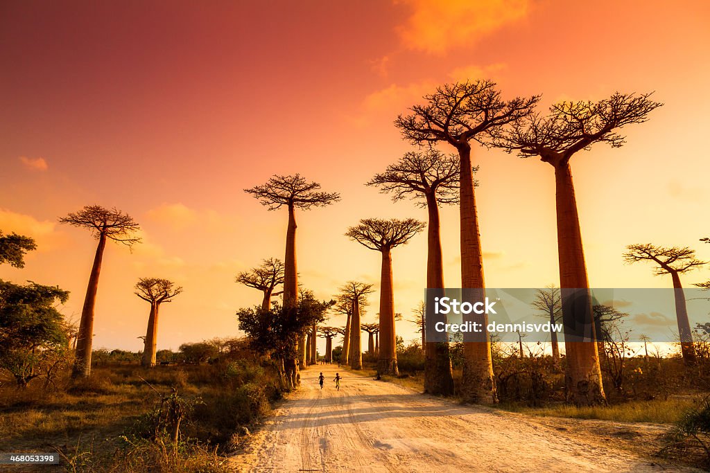 Boabab Alley Sunset Beautiful Baobab trees at sunset at the avenue of the baobabs in Madagascar Madagascar Stock Photo