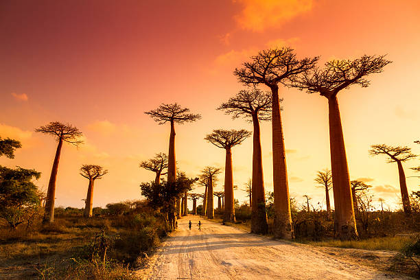Boabab Alley Sunset Beautiful Baobab trees at sunset at the avenue of the baobabs in Madagascar africa stock pictures, royalty-free photos & images