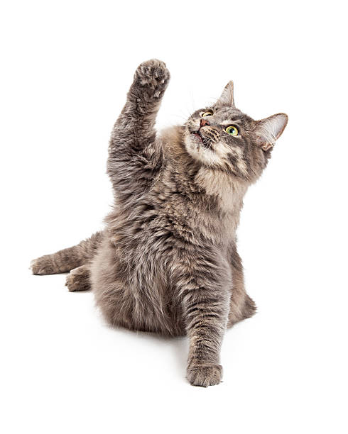 istock Cute Playful Gray Cat Lifting Paw 468053772