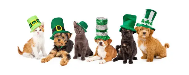 Photo of St Patricks Day Puppies and Kittens