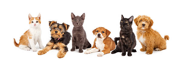 istock Row of Puppies and Kittens 468054028