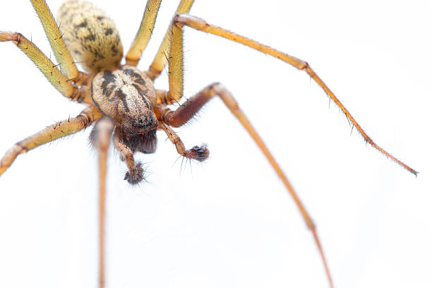 istock European House Spider Macro 468057543