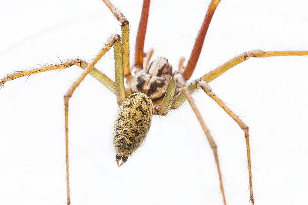 Macro européenne Araignée de maison - Photo