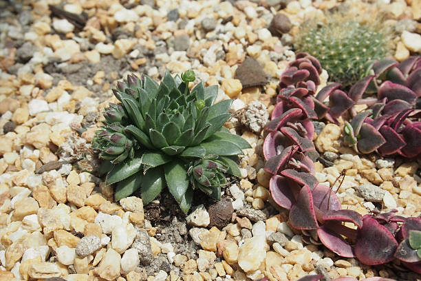 istock succulent plants on the gravel ground 468059022