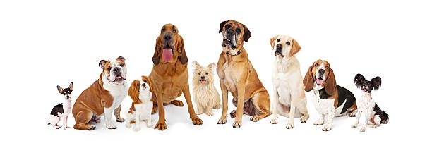 Group of Various Size Dogs A large group of common dogs of different breeds that are various sizes bloodhound stock pictures, royalty-free photos & images