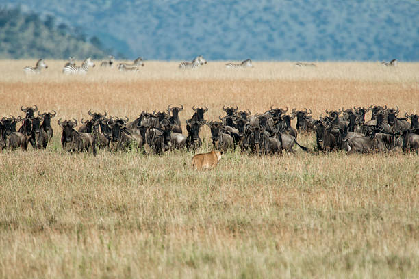 istock lion with baby wildebeest 468059308