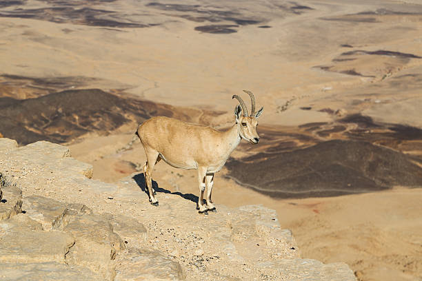istock lbexes on the cliff at Ramon Crater, Israel 468059430