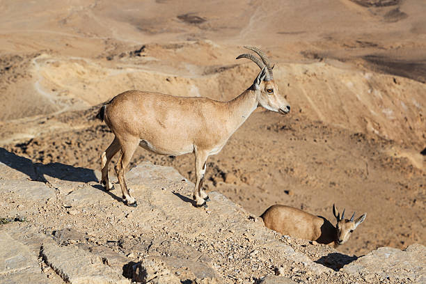istock lbexes on the cliff at Ramon Crater, Israel 468059434