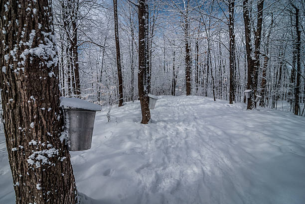 istock Maple syrup buckets on trees.  Snow covered urban woods. 468059612