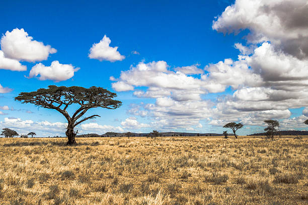 istock clouds over the Serengeti plains 468059920