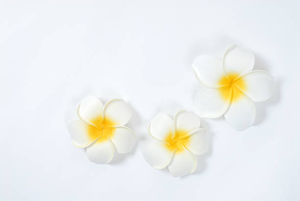 istock Flower of Primera. 468059924