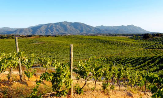 Vineyard in Corsica eastern coast