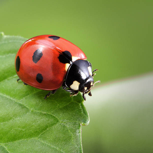 무당벌레 - ladybug 뉴스 사진 이미지