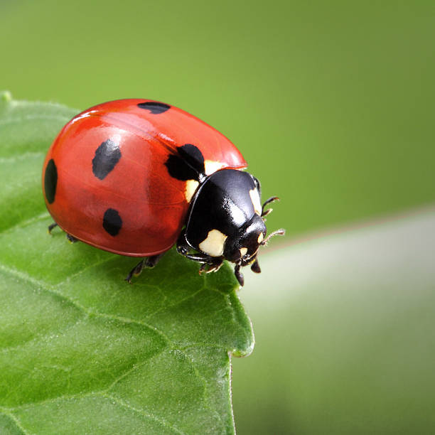 ladybug ladybug on leafladybug ladybug stock pictures, royalty-free photos & images