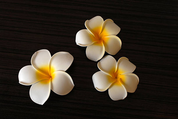 istock Flower of Primera. 468063240