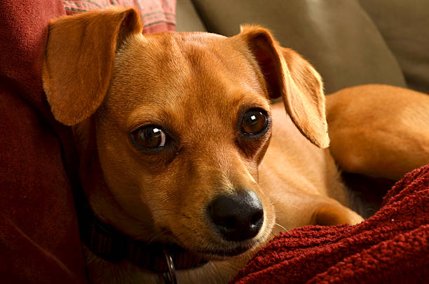 istock Puppy in a Red Blanket 468063305