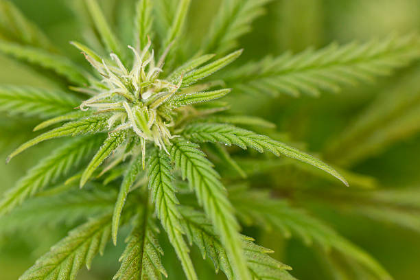Zbliżenie z Marijuana Roślina – zdjęcie