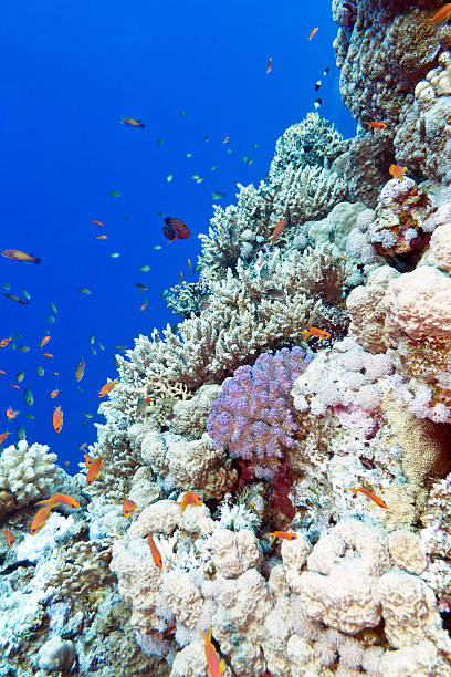 istock colorful coral reef  in tropical sea - underwater 468064838