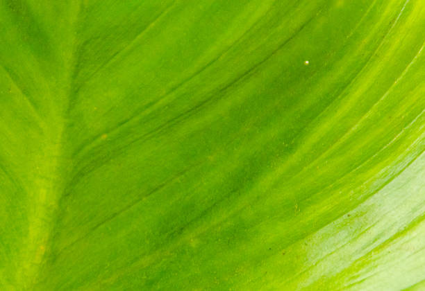 istock the green leaf for the background 468067716