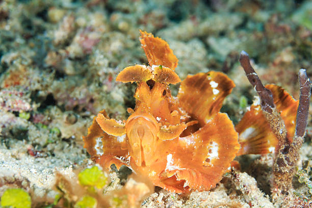 istock Rhinopias eschmeyeri.  Han's Reef - Gili Air 468068758