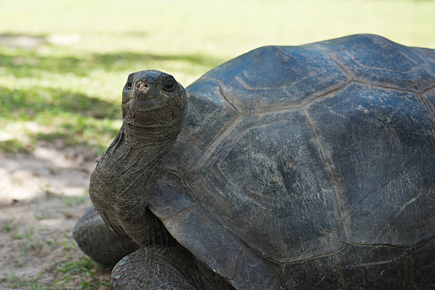 istock Aldabran seychelles giant tortoise 468068780