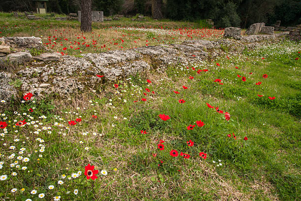 istock Spring flowers at Ancient Olimpia, Peloponnese, Greece 468069008